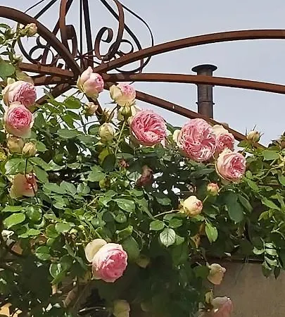 Oda ve Kahvaltı Costanza Magreglio